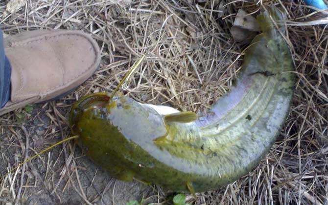 鲶鱼为什么不能吃