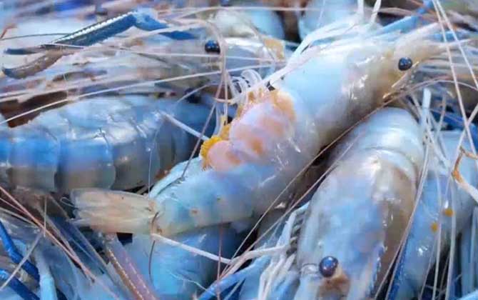 草虾和斑节虾的区别