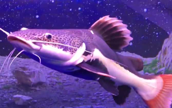 雀鳝可以和什么鱼一起养