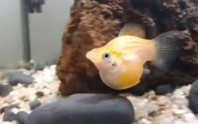 玛丽鱼多久繁殖一次