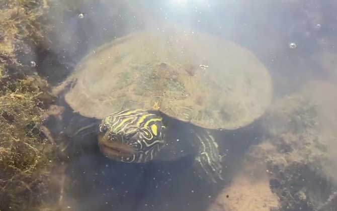 地图龟多久喂一次