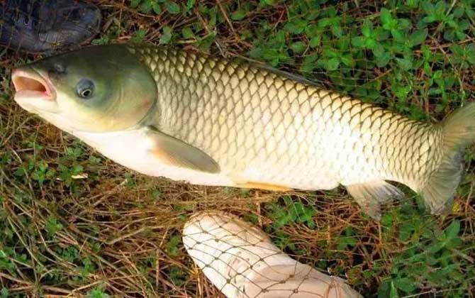 鱼缺氧的症状有哪些