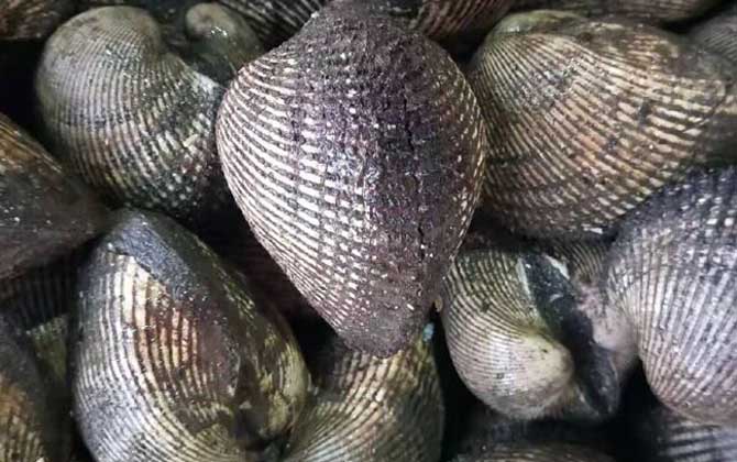 蚶子的拼音怎么读