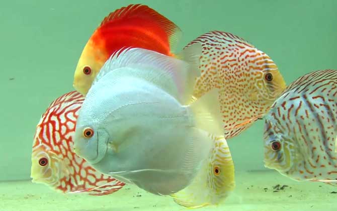 七彩神仙鱼多久繁殖一次