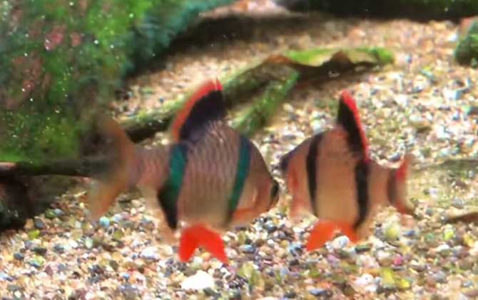 虎皮鱼和孔雀鱼能一起养吗