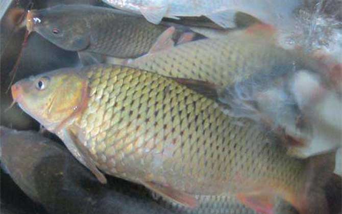 鲤鱼不能吃是迷信吗