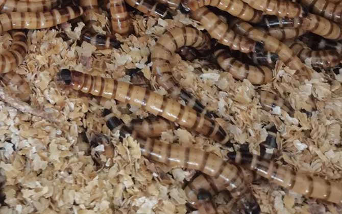 面包虫怎么繁殖比较快