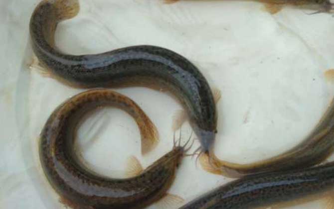 养一亩泥鳅一年赚多少钱