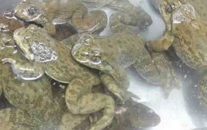 石蚌是什么动物