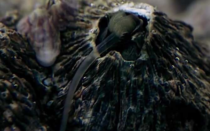 藤壶能寄生在人身上吗