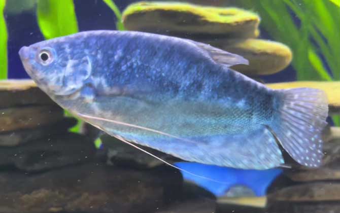 丽丽鱼水温多少度最合适