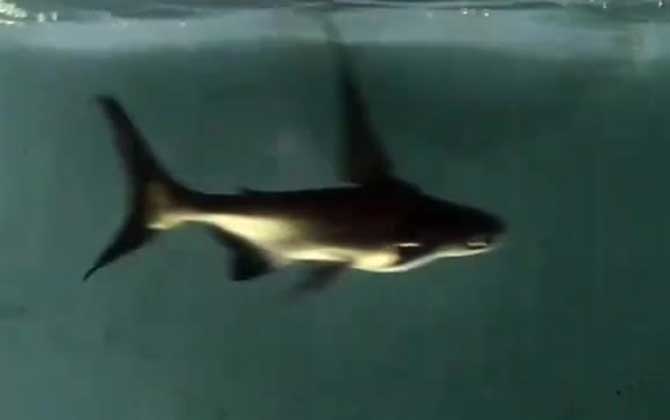 成吉思汗鲨吃什么食物