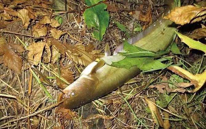 土鲶鱼价格多少钱一斤