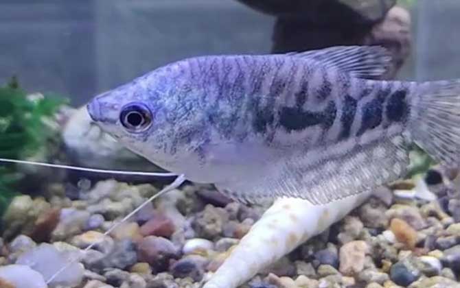 曼龙鱼和迷你鹦鹉鱼能混养吗