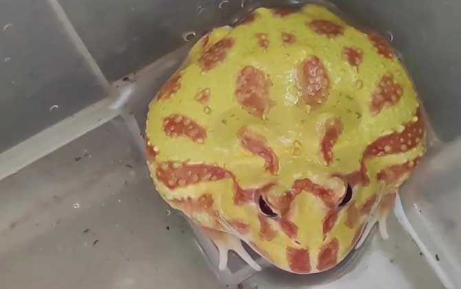 黄金角蛙价格多少钱一只