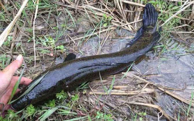 蛇头鱼在中国叫什么鱼