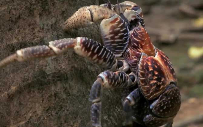 椰子蟹是螃蟹吗