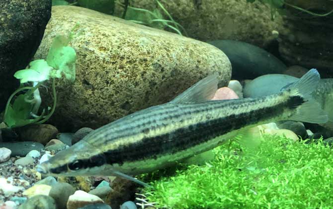 长麦穗鱼是什么鱼