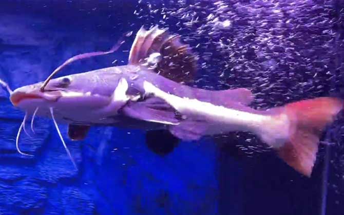 招财猫鱼的天敌是什么