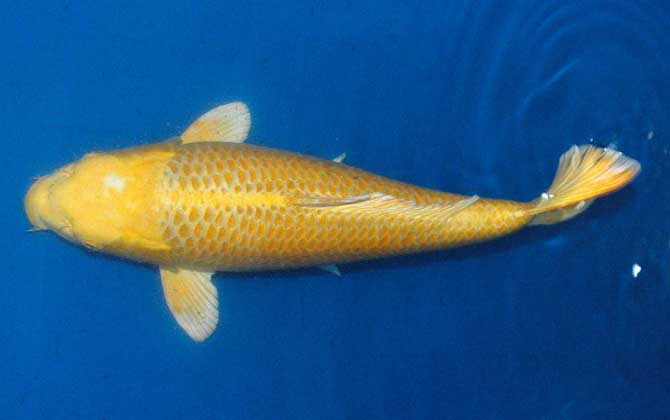 锦鲤鱼身发白是怎么回事