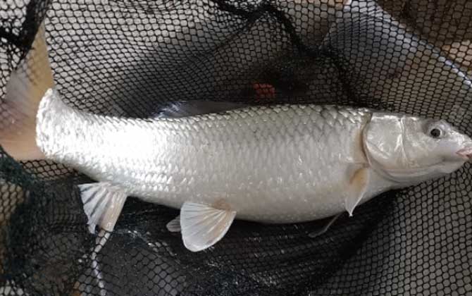 麦鲮鱼是麦穗鱼吗