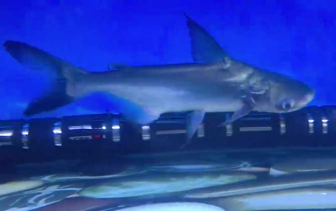 成吉思汗鲨是什么动物