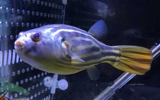 斑马狗头鱼是什么鱼