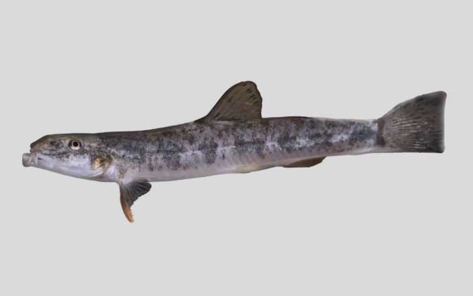 贝氏高原鳅是什么鱼