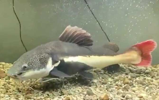 招财猫鱼可以冷水养吗