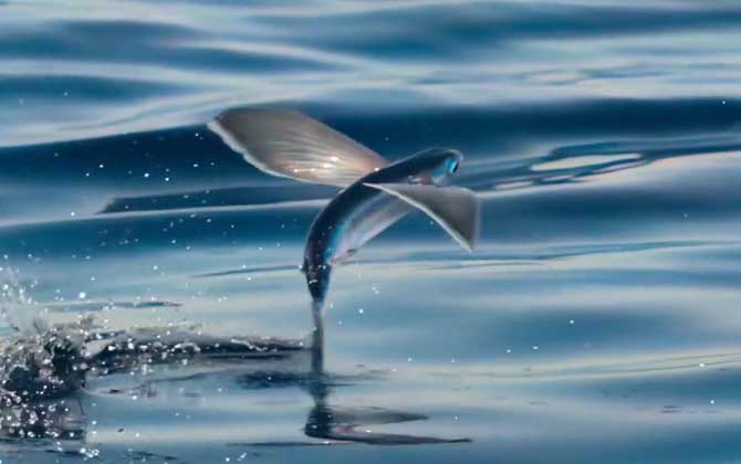 飞鱼生活在哪里