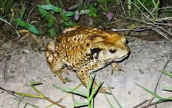 为什么蟾蜍是五毒之首