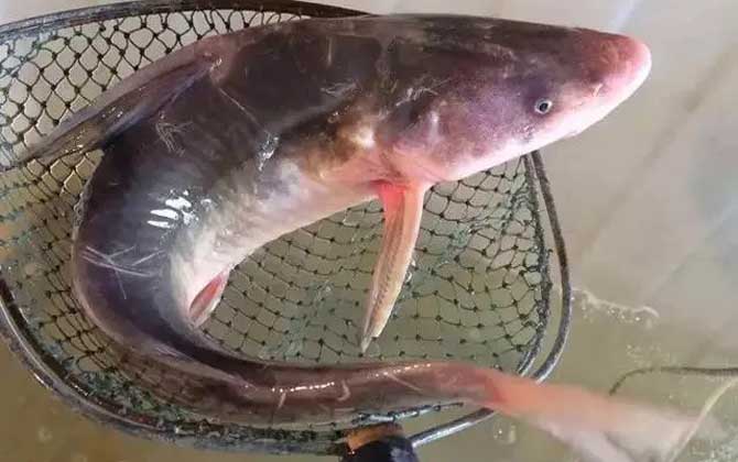 江团鱼属于什么档次的鱼